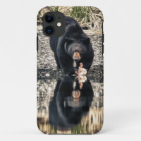 Black Bear Reflections