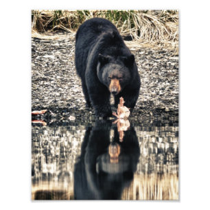Black Bear Reflections Photo Print