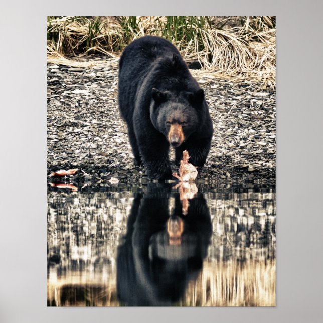 Black Bear Reflections Poster (Front)