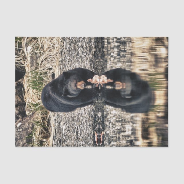 Black Bear Reflections Tissue Paper (Front)