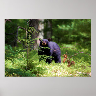 Black Bear 'Scenting" Poster