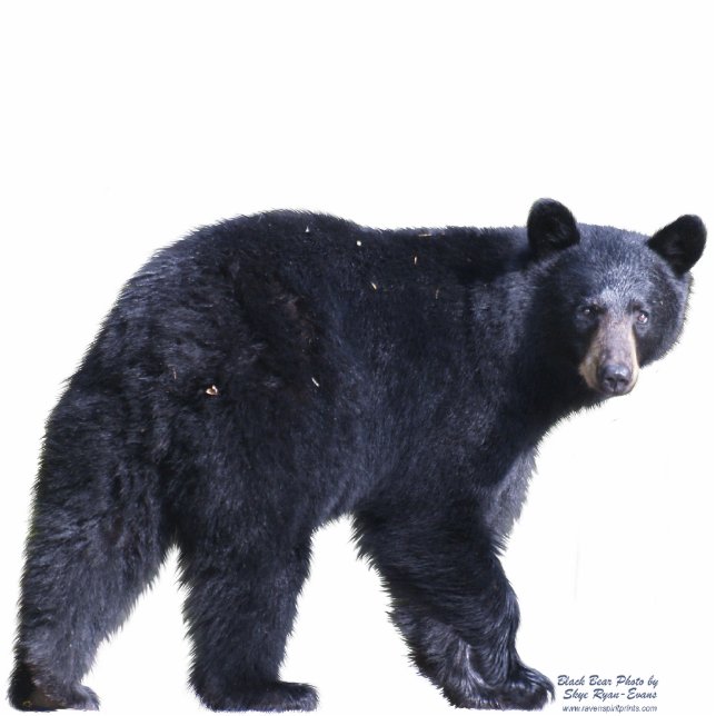 BLACK BEAR (sculpted) Wildlife Magnet Photo Sculpture Magnet (Front)