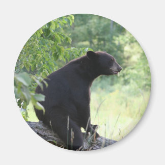 black bear sitting in tree magnet