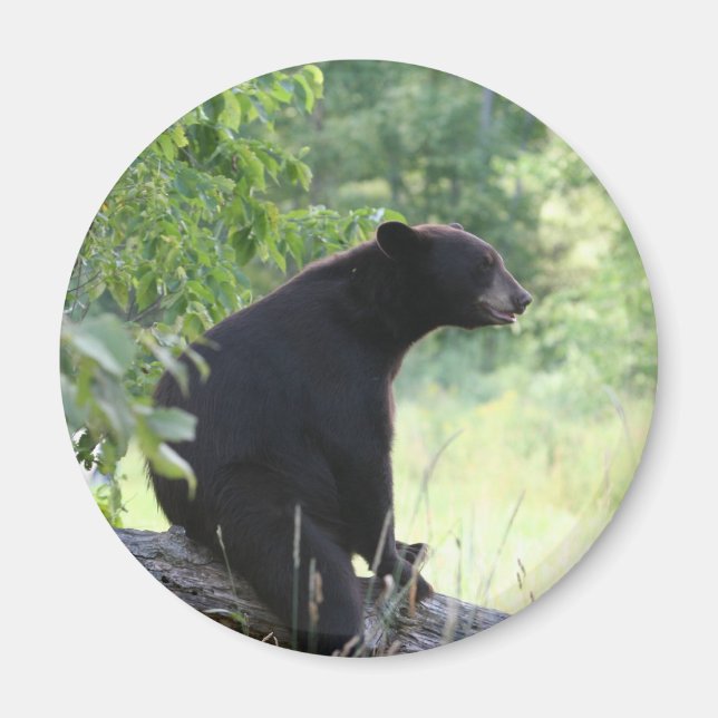 black bear sitting in tree magnet (Front)