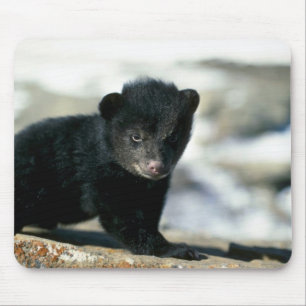 Black Bear-small cub Mouse Mat