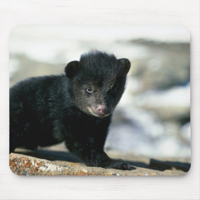 Black Bear-small cub Mouse Mat (Front)