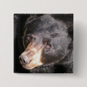 Black Bear Square Button