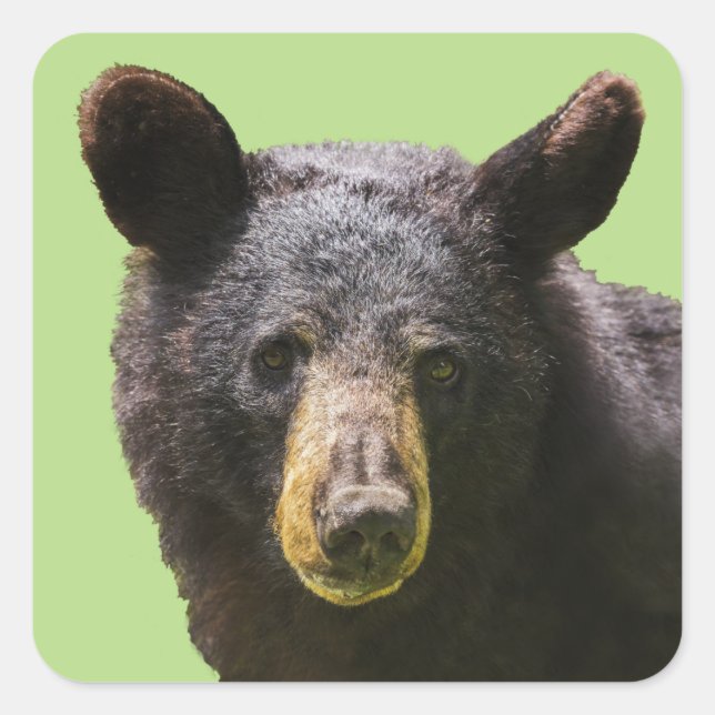 Black Bear Square Sticker (Front)