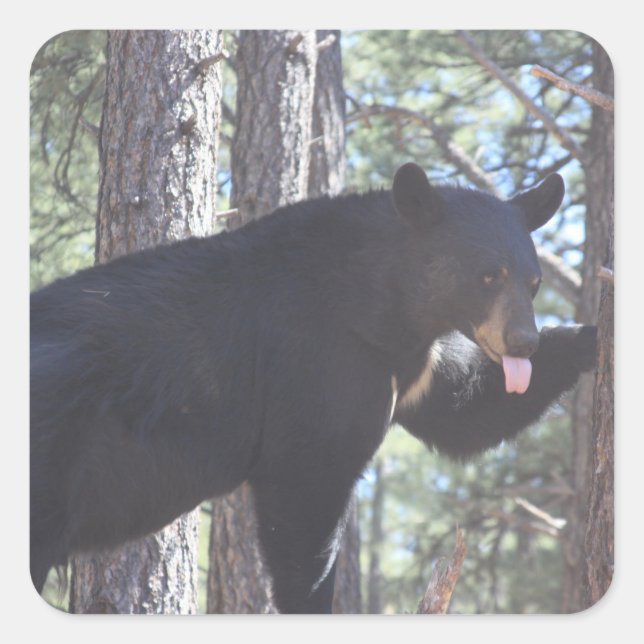 Black Bear Square Sticker (Front)