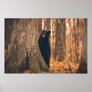 Black Bear Standing by a Tree Poster