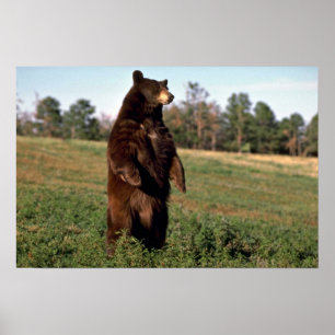 Black Bear standing erect Poster
