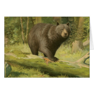 Black Bear Stepping on a Tree Trunk