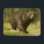 Black Bear Stepping on a Tree Trunk Magnet<br><div class="desc">This fine art print by Oliver Kemp illustrates a brown bear stepping on a fallen tree in a forest. The pastel green colours are calming for the eye and create a nice warm feeling of the awakening nature in the spring. A great addition to any rustic home decor!</div>