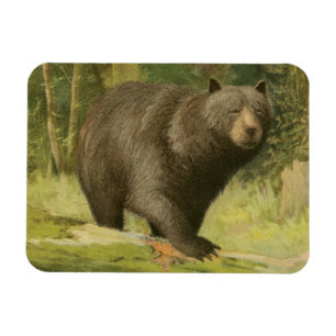 Black Bear Stepping on a Tree Trunk Magnet