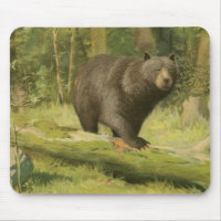 Black Bear Stepping on a Tree Trunk