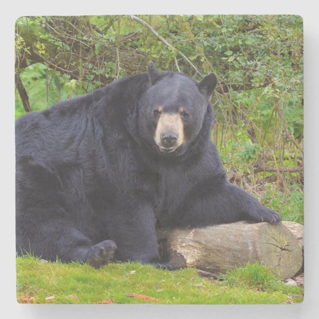 Black Bear Stone Coaster (Front)