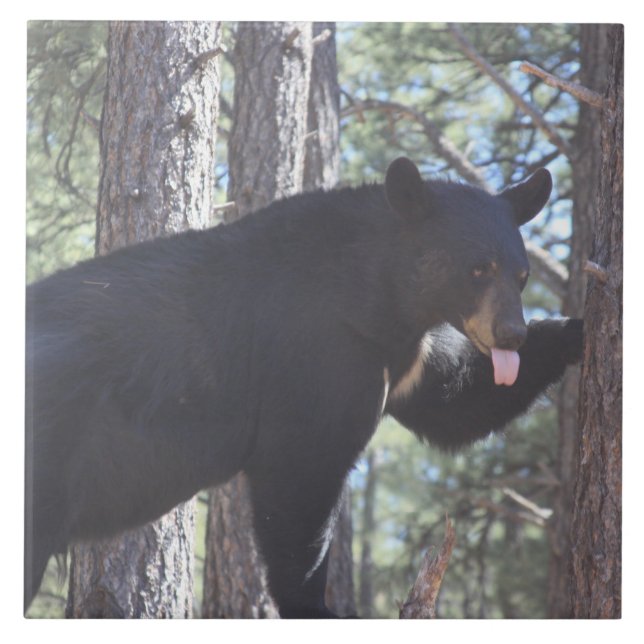 Black Bear Tile (Front)