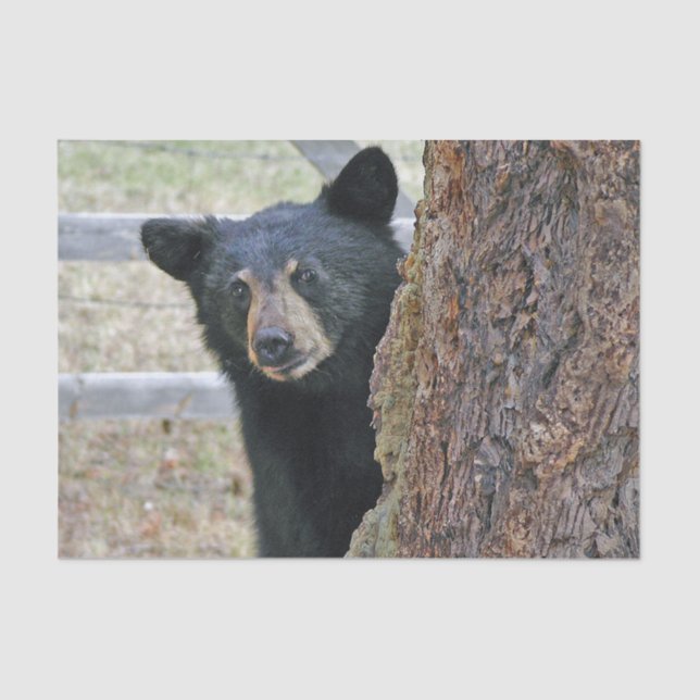 Black Bear Tree Photo Tissue Paper (Front)