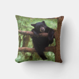 black bear, Ursus americanus, cub in a tree Cushion