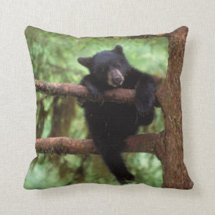 black bear, Ursus americanus, cub in a tree Cushion