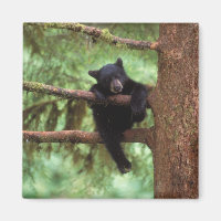 black bear, Ursus americanus, cub in a tree