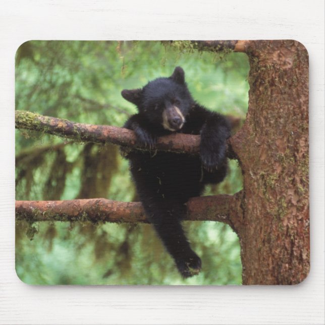black bear, Ursus americanus, cub in a tree Mouse Mat (Front)