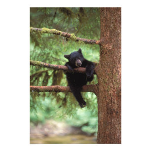 black bear, Ursus americanus, cub in a tree Photo Print