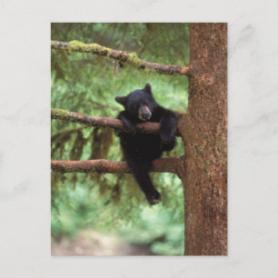 black bear, Ursus americanus, cub in a tree Postcard