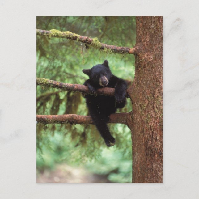 black bear, Ursus americanus, cub in a tree Postcard (Front)