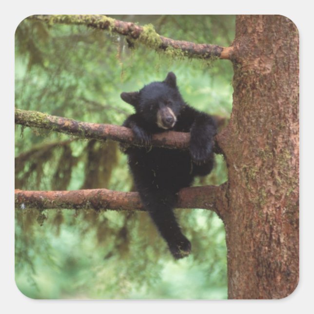 black bear, Ursus americanus, cub in a tree Square Sticker (Front)