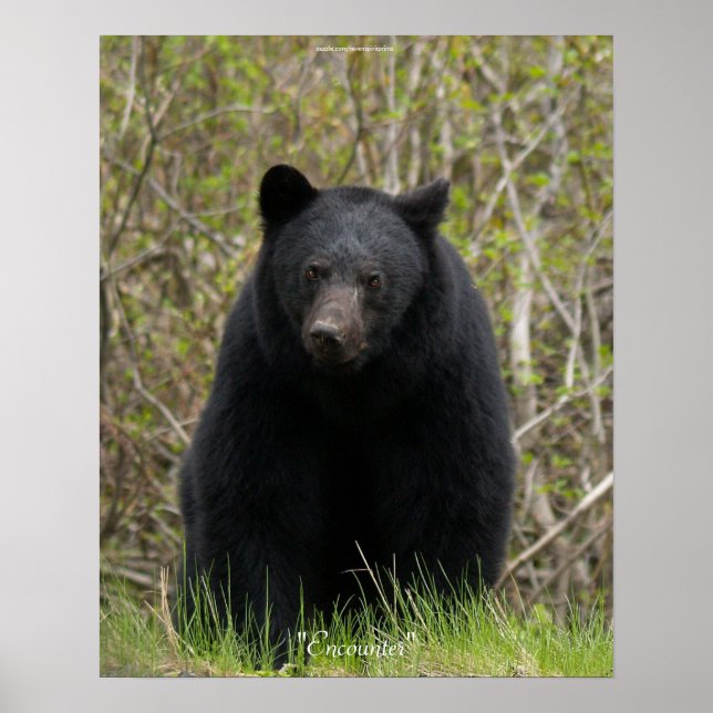 BLACK BEAR Wildlife Animal Photo Poster (Front)