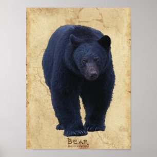 Black Bear Wildlife Art Poster w Faux-Parchment BG