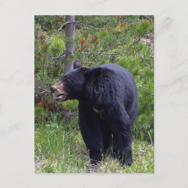 Black Bear Wildlife Postcard (Front)