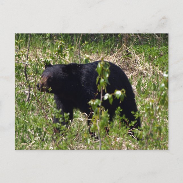 Black Bear Wildlife Postcard (Front)