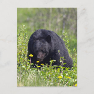 Black Bear Wildlife Postcard
