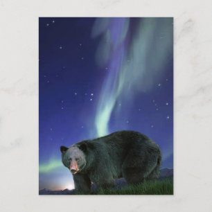 BLACK BEAR Wildlife Postcards