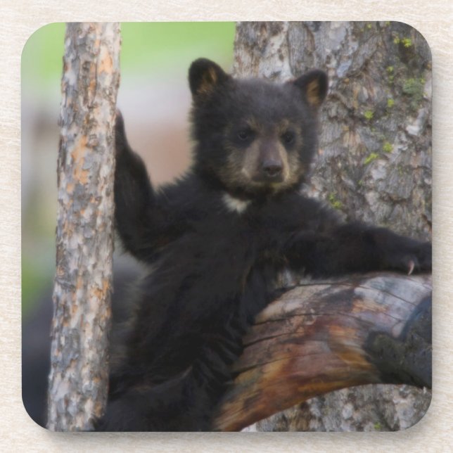 Black Bears Cub Lounging Coaster (Front)