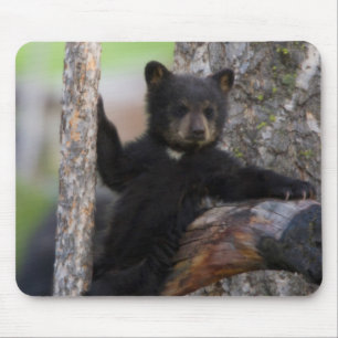 Black Bears Cub Lounging Mouse Mat