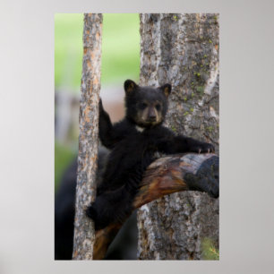Black Bears Cub Lounging Poster