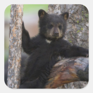 Black Bears Cub Lounging Square Sticker
