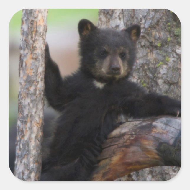 Black Bears Cub Lounging Square Sticker (Front)