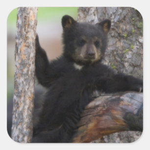 Black Bears Cub Lounging Square Sticker