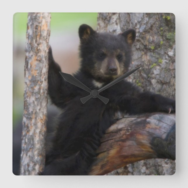 Black Bears Cub Lounging Square Wall Clock (Front)