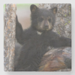 Black Bears Cub Lounging Stone Coaster