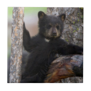 Black Bears Cub Lounging Tile