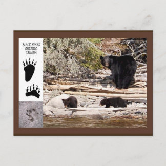 Black Bears, Gifts Postcard