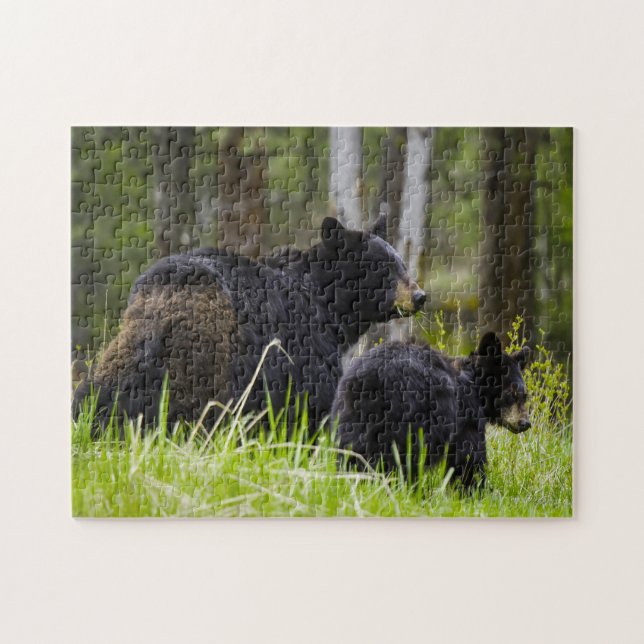Black Bears of America. Jigsaw Puzzle (Horizontal)