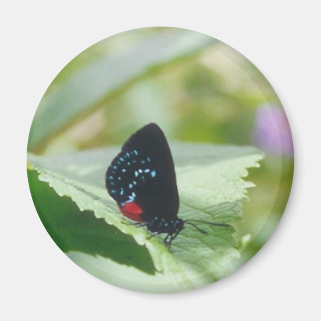 Black Beauty - Atala butterfly - magnet (Front)