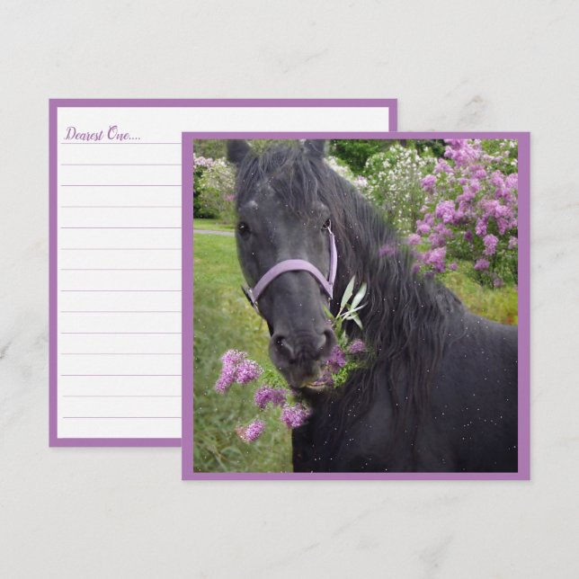 Black Beauty Friesian Horse - Greeting Card (Front/Back)