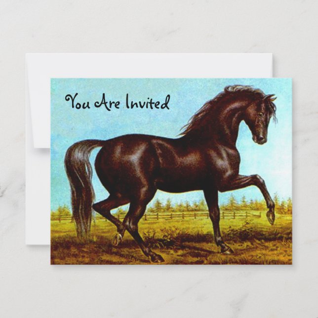 Black Beauty Horse Party Invitations Any Occasion (Front)